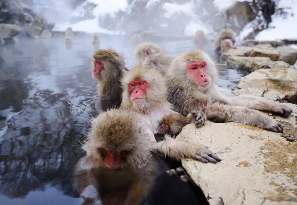 Jigokudani Monkey Park Japan - Explore